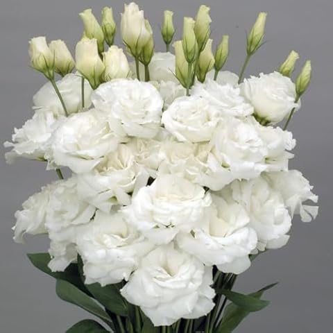 Lisianthus Flower Seeds for Planting - 50 Annual Lisianthus White Sapphire Double Flower Seeds Cover