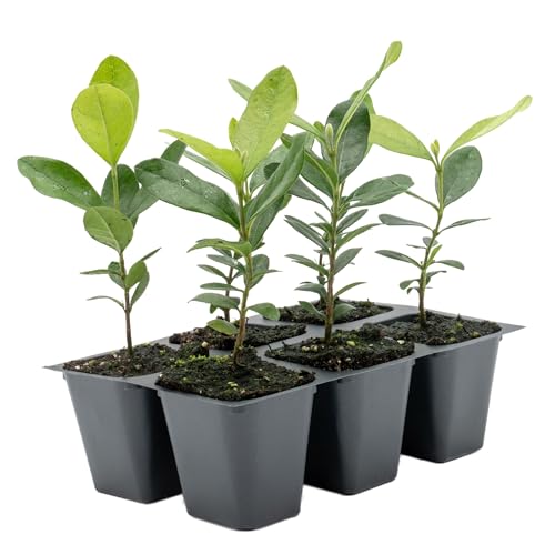 6 Pineapple Guava (Feijoa) Trees | 6 Saplings in 2.5-inch Nursery Cubes | Feijoa Sellowiana Variety | Drought-Tolerant Fruit-Bearing Trees and Shrubs | Tropical Ornamental Charm for Home and Garden