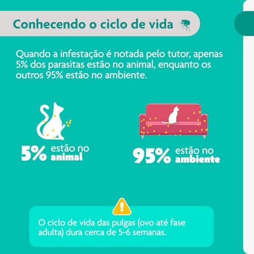 Bravecto Transdermal Gatos de 2.8 até 6.25kg Bravecto para Gatos, 2.8 a 6.25kg,