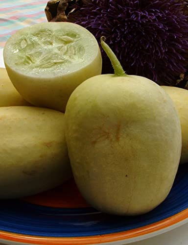 Concombre 'Crystal Apple' 10 Graines