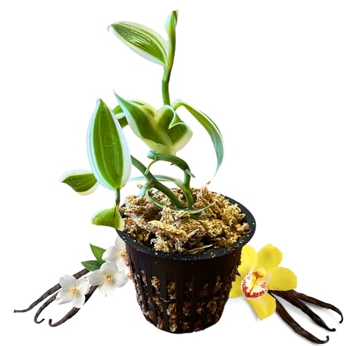 Super Variegated Vanilla Planifolia – Live Vanilla Bean Orchid in 3” Pot – Rare, Highly Variegated Climbing Vine – Grow Your Own Vanilla Beans at Home