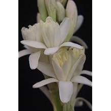 Tuberose Agave Amica Double Petal Flower Plant