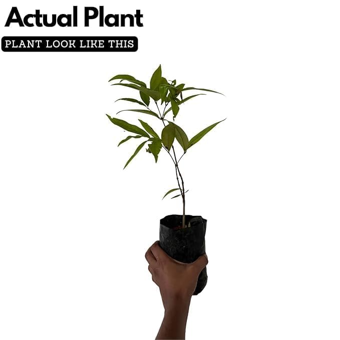 Image of LIVE PLANTS (SMALL, JAMUN)