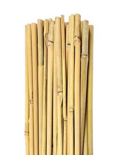 MNSS Bamboo Sticks for All Kinds Live Plants 2 Feet Bamboo Stakes for Indoor Gardening Plant Stakes Supports (Pack of 30 Bamboo Poles) (B0B26DJB37) Amazon Price History, Amazon Price Tracker
