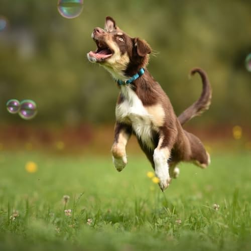 Bubbletastic Bubbles for Dogs - 8oz Bottle of Bacon Bubble Solution - 100% Non Toxic, Tear Free, USA - Thumbnail 6