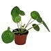 TOPmountain Pilea Peperomioides Seeds 50pcs Chinese Money Plant Seeds Garden Balcony Plants Seeds Decor