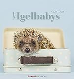 Igelbabys 2022 - Postkartenkalender 16x17 cm - Baby Hedgehogs - zum aufstellen oder aufhängen - Geschenk-Idee - Tierkalender - Gadget