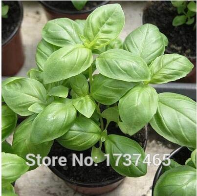Plentree Samen Paket: Importierte Echt 50pcs Basilikum Ocimum basillicum, Einjährige Topf kostenlos Versandhausgarten: 6 - Image 5