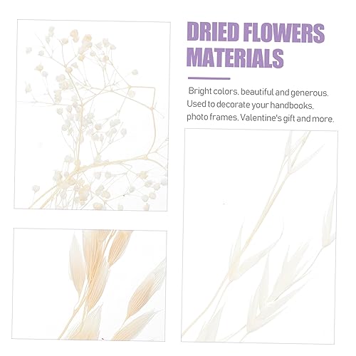Kit de Flores Secas Prensadas para Manualidades miniatura 3