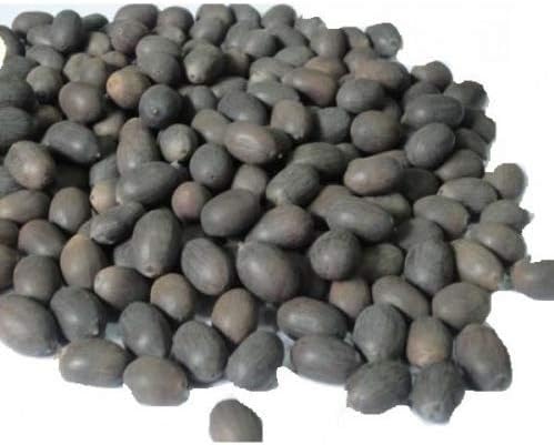 Hybrid Kamal Kakdi Seed