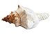 Florida Shells and Gifts Inc. One Small Genuine Striped Fox Conch Seashell (4