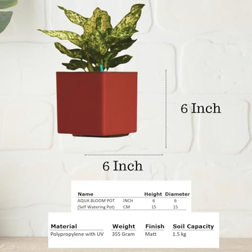 Image of Indian Discovery Self Watering Wall Hanging Planter|Hanging /Hooked Flower Pots for Home, Balcony, Vertical Garden Decor Flower Pots(1 PC, Maroon, Square) |6 Inch UV-Resistant Plastic Plant Pots
