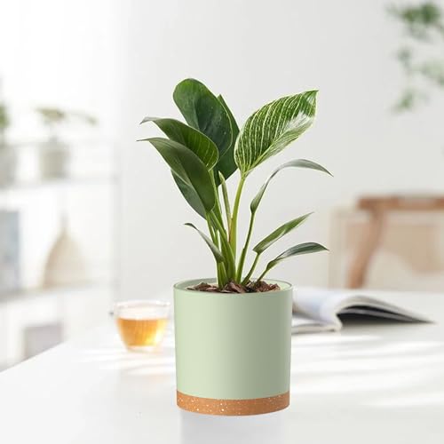 Homeuouz-5-Packs-Blumentopf-mit-Untersetzer-17815214127102cm-Pflanzentopf-Plastik-Ubertopf-Hydrokultur-Topf-Blumentopfe-Set-Ideal-fur-Innen-und-Balkongarten-Grun-mit-braunes-Tablett | Dealmeister.io Alt tag für bilder post titel