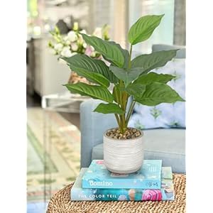 Small Fake Plants Indoor 14.5 Inch Potted Plant Artificial Decor 12 Leaves Faux Plant with Cement Pot Silk House Plants for Home Office Bathroom Kitchen Farmhouse Table Centerpieces Shelf Decor Small Fake Plants Indoor 145 Inch Potted Plant Artificial Decor 12 Leaves Faux Plant with Cement Pot Silk House Plants for Home Office Bathroom Kitchen Farmhouse Table Centerpieces Shelf Decor