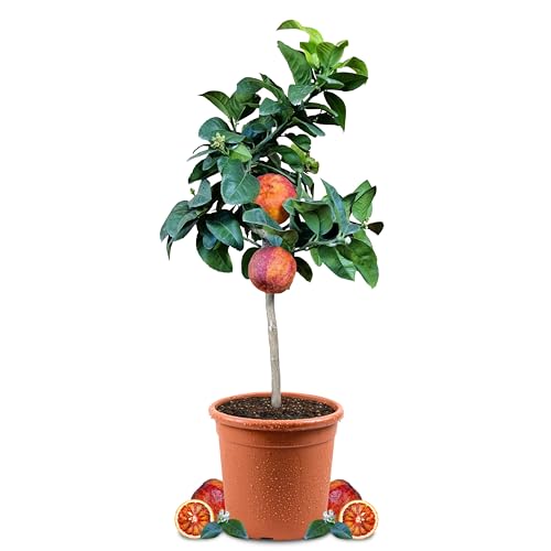 Meine Orangerie - Orangenbaum 'Arcobal' - 70 bis 90 cm - Regenbogen-Orange - Citrus Sinensis 'Arcobal' - echter Zitrusbaum - mehrjährige fruchtreife Zitruspflanze - ca. 5 Jahre alt