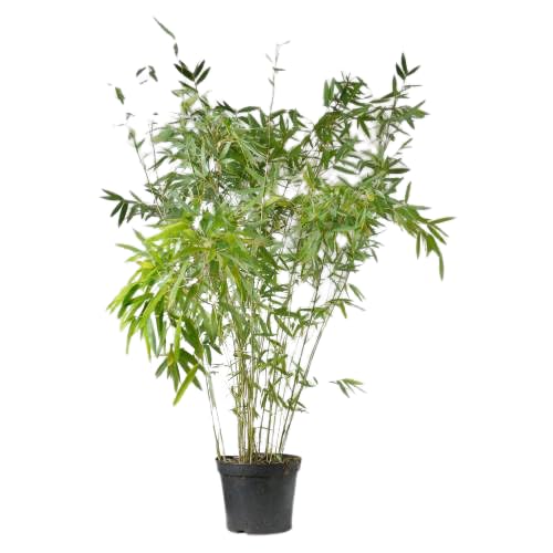 Planta Bambú Natural Exterior