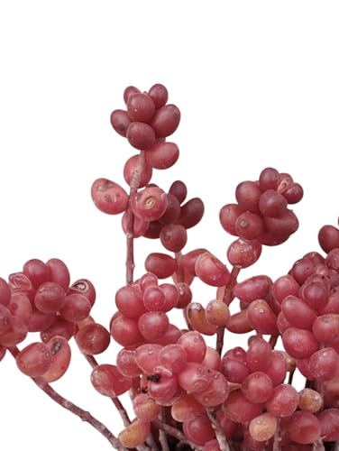 Sedum sthalii vaso 9 cm succulenta tappezzante da esterno pianta grassa rossa