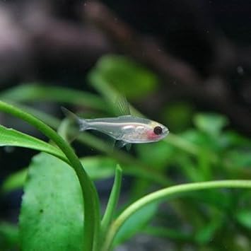 Amazon 熱帯魚 グラスプリステラ パンダプリステラ 2cm 10匹 生体 観賞魚 水中生物 通販