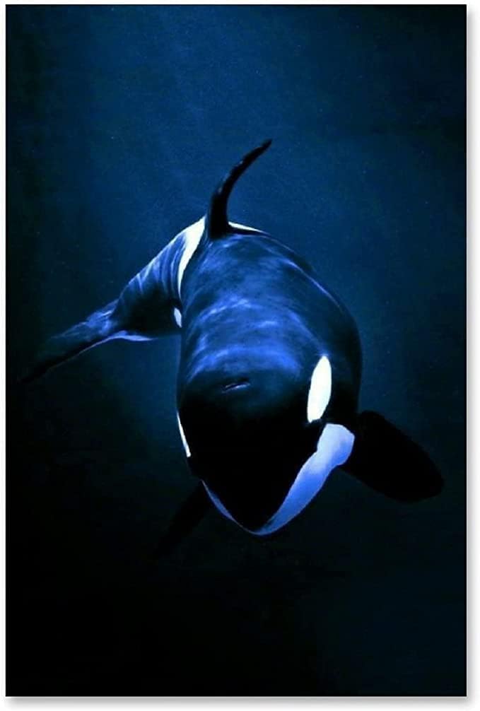 Amazon.com: Ocean Wall Decor Killer Whale Orca Sea Underwater Black ...