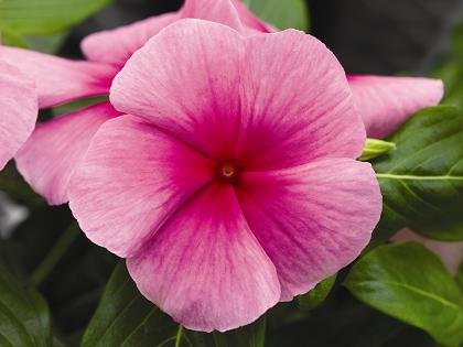 Vinca Cora XDR Strawberry Deep 100 Seeds