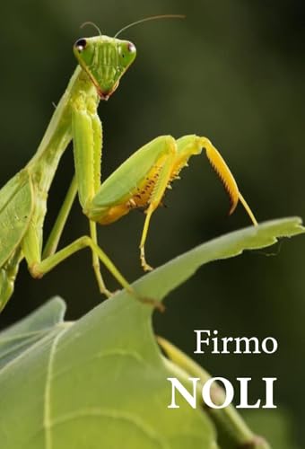  Noli