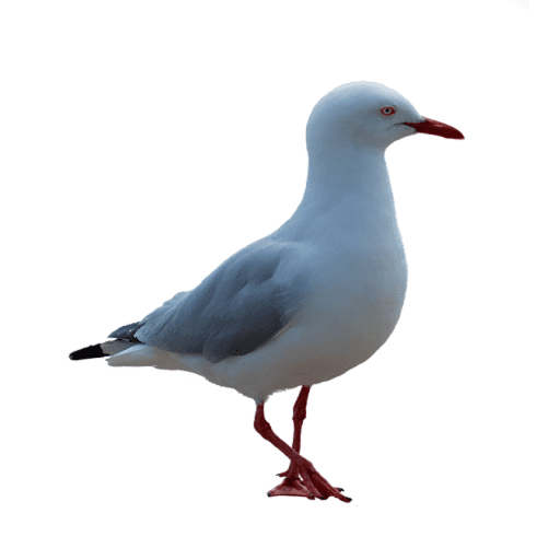 Seagull Sounds
