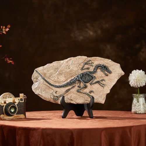 Image of 1st Heaven Resin Dinosaur Fossil Sculpture - Realistic Dinosaur Skeleton for Desk & Wall Display, Prehistoric Jurassic-Era Dino Decor, Unique Gift for Dino Lovers & Home Decor (Velociraptor)