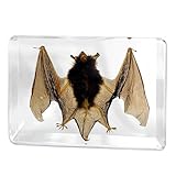 Taxidermy Bat, Real Insect Bat Specimens in Resin for Closer-Look & Study in Safe Healthy Manner, Novelty Fun & Educational for Preschool Classroom, Home Office Decor (XL: 5.3x3.5x1.4-inch)