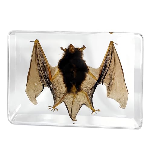 Image of Taxidermy Bat, Real Insect Bat Specimens in Resin for Closer-Look & Study in Safe Healthy Manner, Novelty Fun & Educational for Classroom, Home Office Display Decor (3pcs of M, L, XL Sizes)