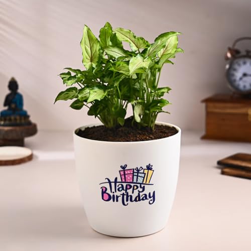 FlowerAura Live Indoor Syngonium Plant In Happy Birthday Plastic Pot For Gifting, Living Room, Balcony, Table Decor, Office & Home Decor | Air-Purifying Indoor Greenery (Same Day Delivery)