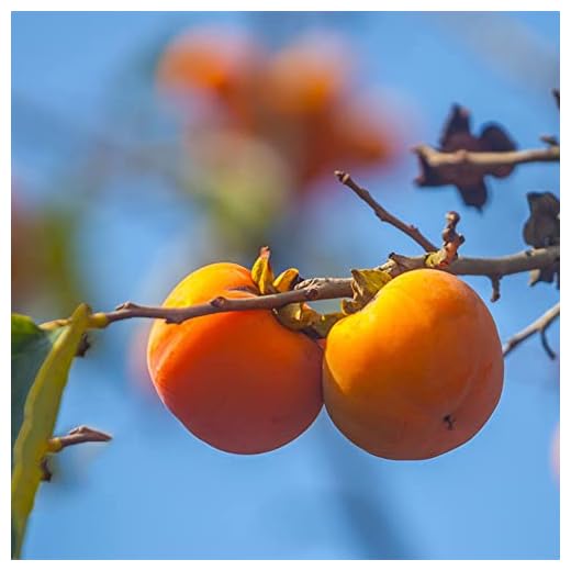 8 st persimmon frön lämpar sig för plantering Skapa fantastiskt landskap i utomhusträdgården Perfekt för nybörjare att odla intresse för plantering