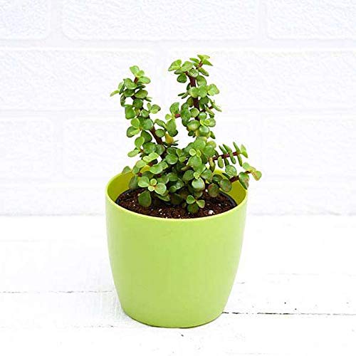 Mphmi Plant Elephant bush Portulacaria afra Jade plant (Green) - Succulent Plant Elephant Bush