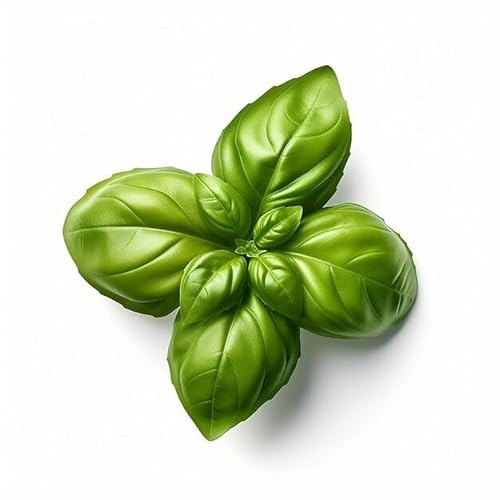 Semillas de albahaca napolitana con hoja de lechuga en sobre hermético, fabricadas en Italia, calidad superior con 95% de germinación con instrucciones