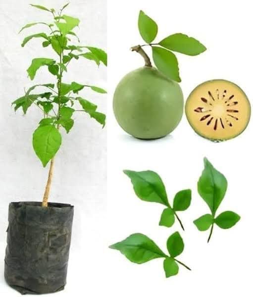 Image of Bel Patra Live Plant with Pot | Aegle Marmelos Bael Tree Sacred Shivling Puja Plant | Ayurvedic Fruit Tree for Home Garden Balcony Terrace Outdoor Gardening | Pack of 1