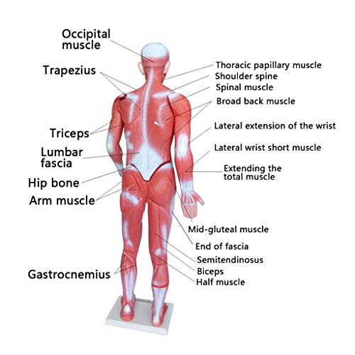L.Atsain Modelo de músculo humano – modelo muscular de plástico anatômico humano de 85 cm mostra a m