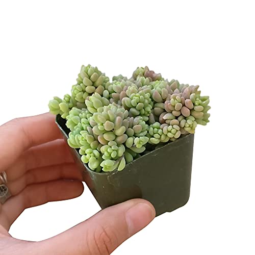 Dh7 Enterprise Sedum Dasyphyllum Minor Corsican Stonecrop (2 Inch) #TOP18