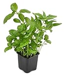 Hierba de la Albahaca - Planta Natural - Hierba para Cocinar - Muy Aromática