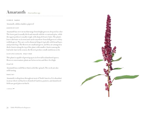 Althea Press COLOUR ILLUSTRATIONS Edible Wild Plants For Beginners: The Essential Edible Plants And Recipes To Get Started thumb #2