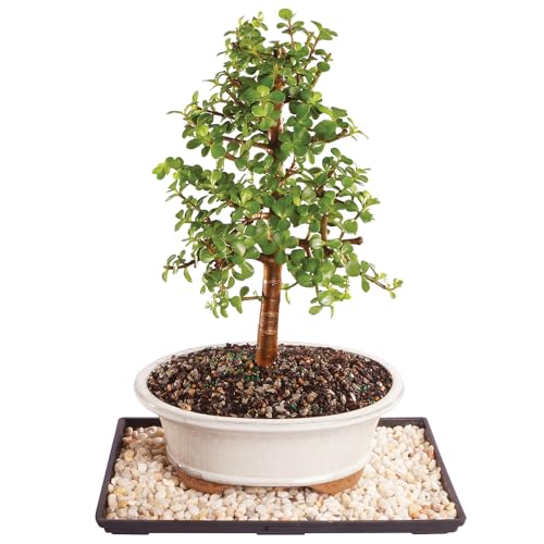 Brussel's Bonsai - Live Dwarf Jade Bonsai Tree with Ceramic Bonsai Pot & Humidity Tray, Indoor Bonsai Plant, 6 Years Old, 10-14 Inches Tall, Easy Care Houseplant for Home or Office (Large)
