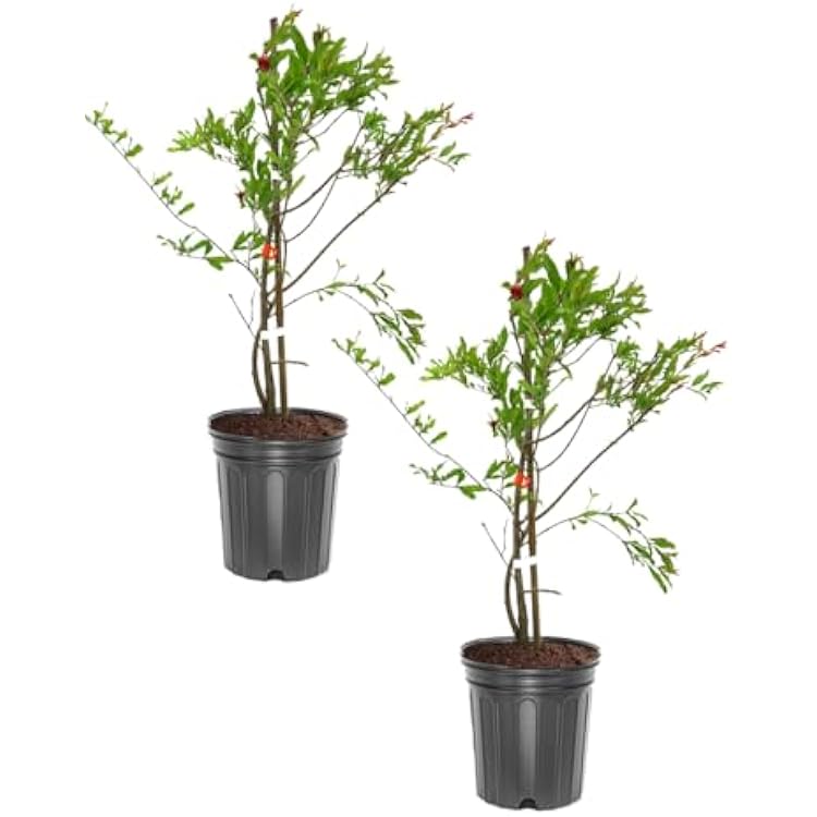 Salavatski Pomegranate Tree, Fruit Bearing, Hardy, 1 Gal Nursery Pot, 12-18 In Tree Height (Due To Agricultural Laws, We Cannot Ship To CA, AZ, AK, Or HI), 2 Pomegranates