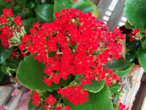 Image of Live Kalanchoe Plant with Pot | Flowering Succulent Plant for Home Garden | Low Maintenance Indoor & Outdoor Decorative Plant | Blooming Potted Plant for Balcony, Terrace & Office Decor