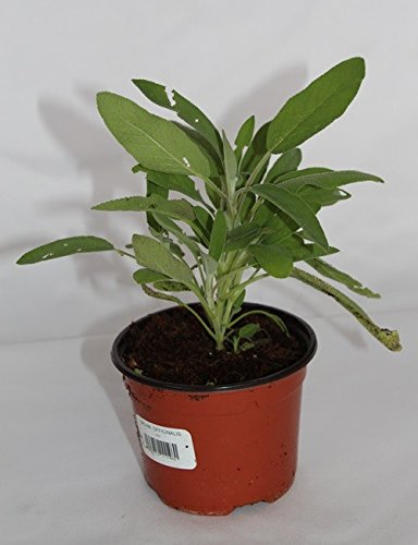 Salvia (Maceta 10,5 cm Ø) - Planta viva - Planta aromatica