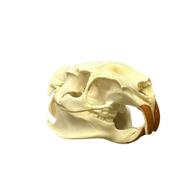 Taxidermy Real Animals Coypu Skulls, Real Bones Specimen, Taxidermy Supplies for Science Education, Special Gift (1Pcs Coypu Skull)