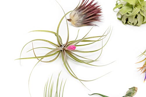 6 Grab Bag Pack Small & Medium Air Plants - Fertilizer Packet - Wholesale - Bulk - Live Tillandsia - Easy Care House Plant - Succulents #TOP1