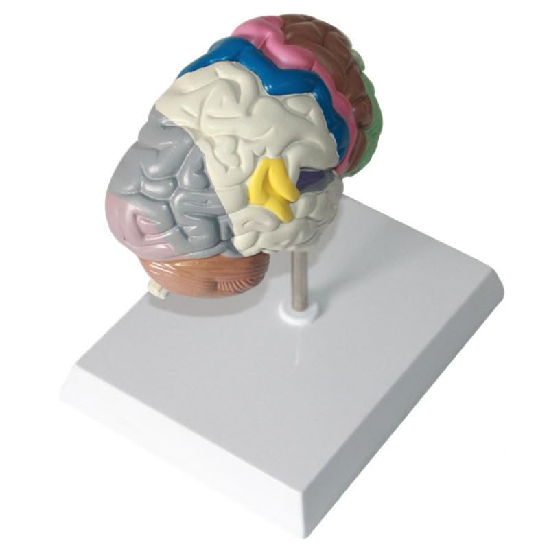 Anatomia dell'area Funzionale Umana a grandezza Naturale 1: 1 Modello del Cervello Umano Strumenti di Fornitura for l'insegnamento della Medicina Anatomica