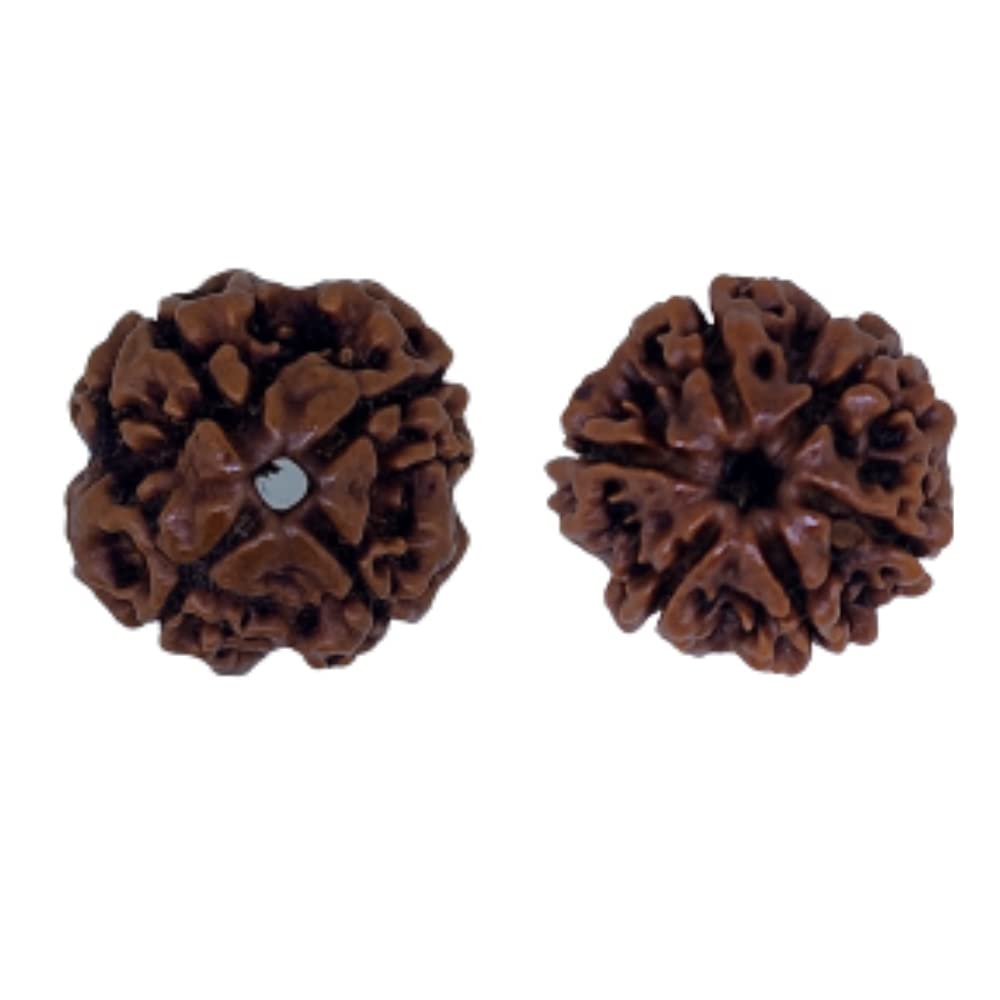PUSHKARA Natural 4,6 MUKHI Combination RUDRAKSHA Certified - Nepal | Brown | PJTL46M01 - Astrological Benefits - Unisex Pendants - Positive Energy for Men & Women-image-39