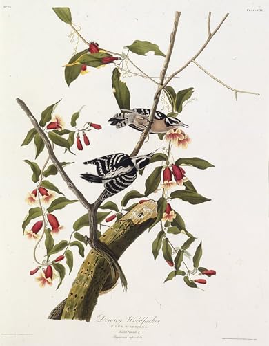 Toile le pic mineur d'Amérique Audubon grand format pour bureau moderne