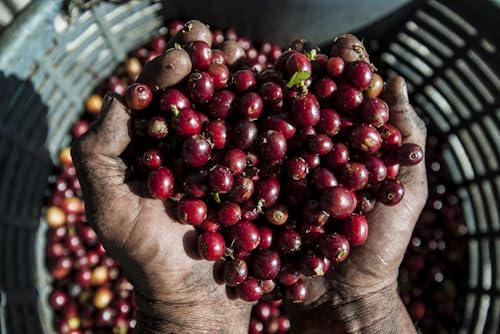 Roblesabana Costa Rica Tarrazú Café en Grano 12oz Pack 2 miniatura 6