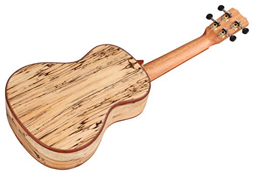 Cordoba 24C Spruce Concert Ukulele, 24 Series #TOP5