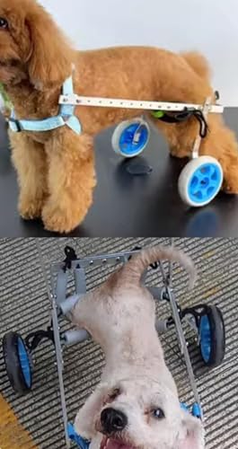 Aide à la rééducation pour animaux handicapés moteurs